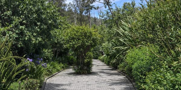 Casi 483 toneladas de CO₂ almacenadas: inventario forestal urbano revela el potencial climático de un sendero ecológico en Quito